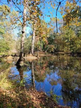 a swampy area in the forest