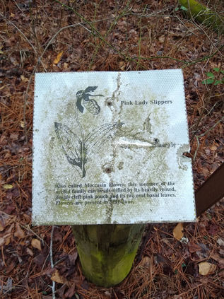 An informational sign about a tree species