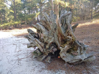 a large old tree stump in the dunes