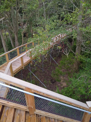 An elevated view looking down on a boardwalk going through some deciduous trees