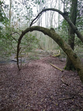 A curved tree curves over a trail