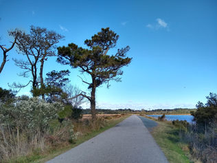A paved road with a few pine trees on the left and a Creek on the right against a blue sky