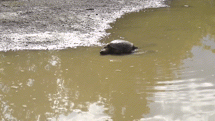A large snapping turtle slowly swims through the giant puddle in the PRFC parking lot.