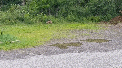 A deer grazes on the edge of the parking lot which has mostly been reclaimed by the surrounding forest.