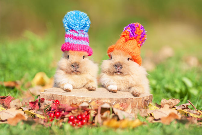 Make this Autumn warm and comforting with the help of Ayurveda