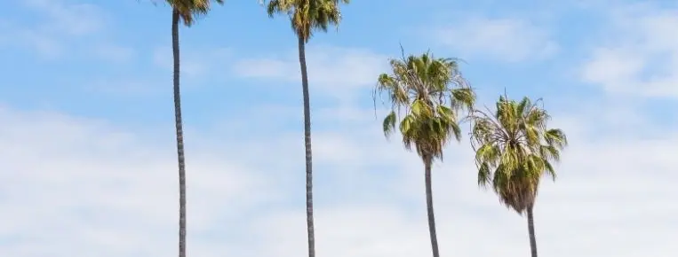 עצים גבוהים לאחר גיזום.webp