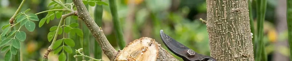 גיזוץ עץ מורינגה.webp