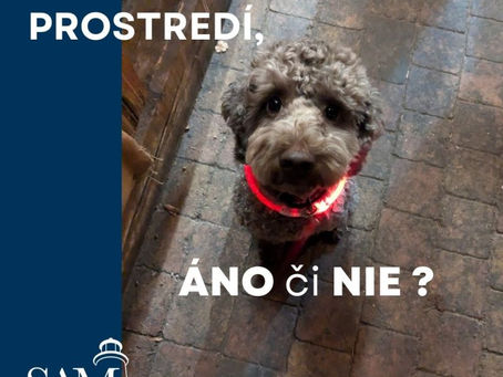 Štvornohý kolega v kancelárii: ÁNO alebo NIE 🐶?