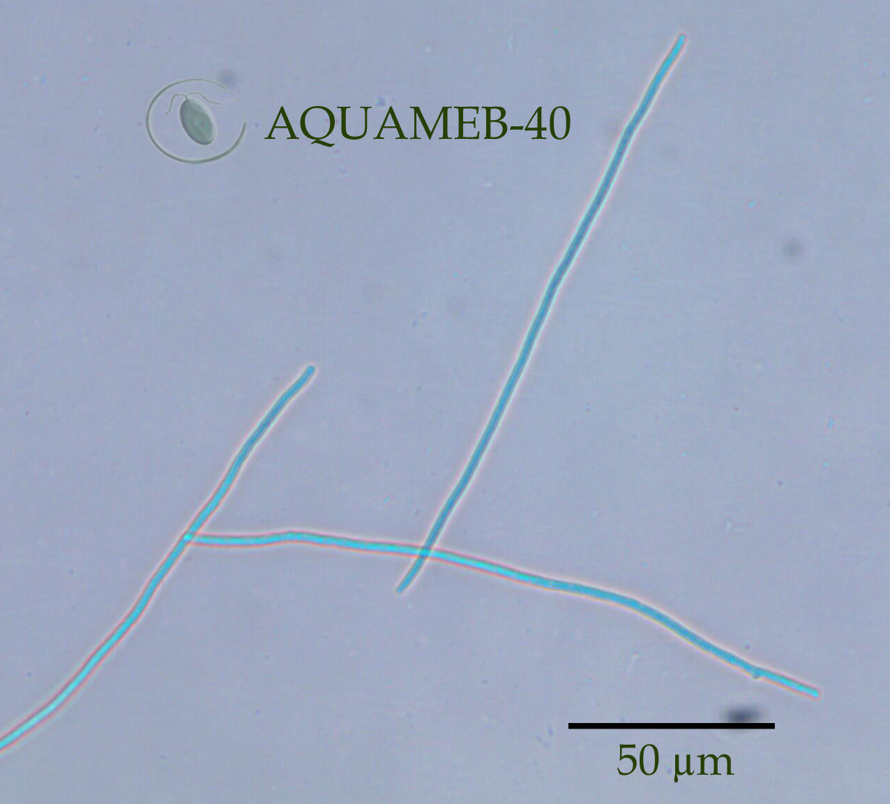 Limnothrix sp. AQUAMEB-40