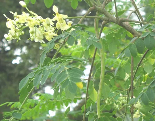The Moringa Tree