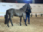 5 dressage.jpg