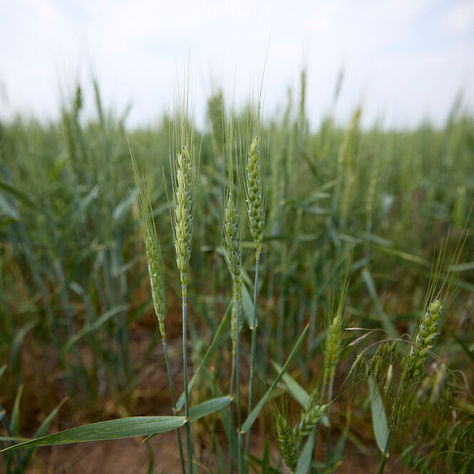 Advancing Sustainable Farming in Eastern Europe: IFC and Agreena's Groundbreaking Partnership