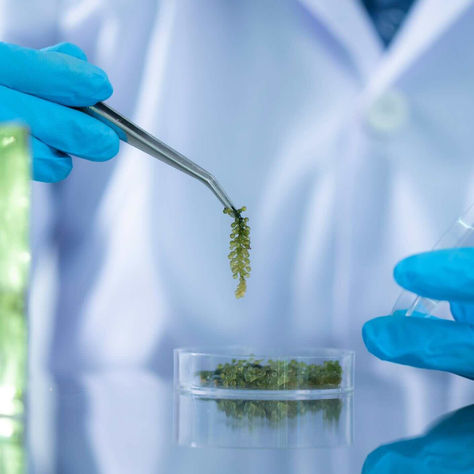 MiAlgae Nabs Funding to Revolutionize Omega-3 Production with Sustainable Microalgae Solutions