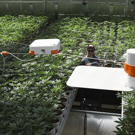 Neatleaf Secures $4 Million Funding for Advanced Cultivation Management