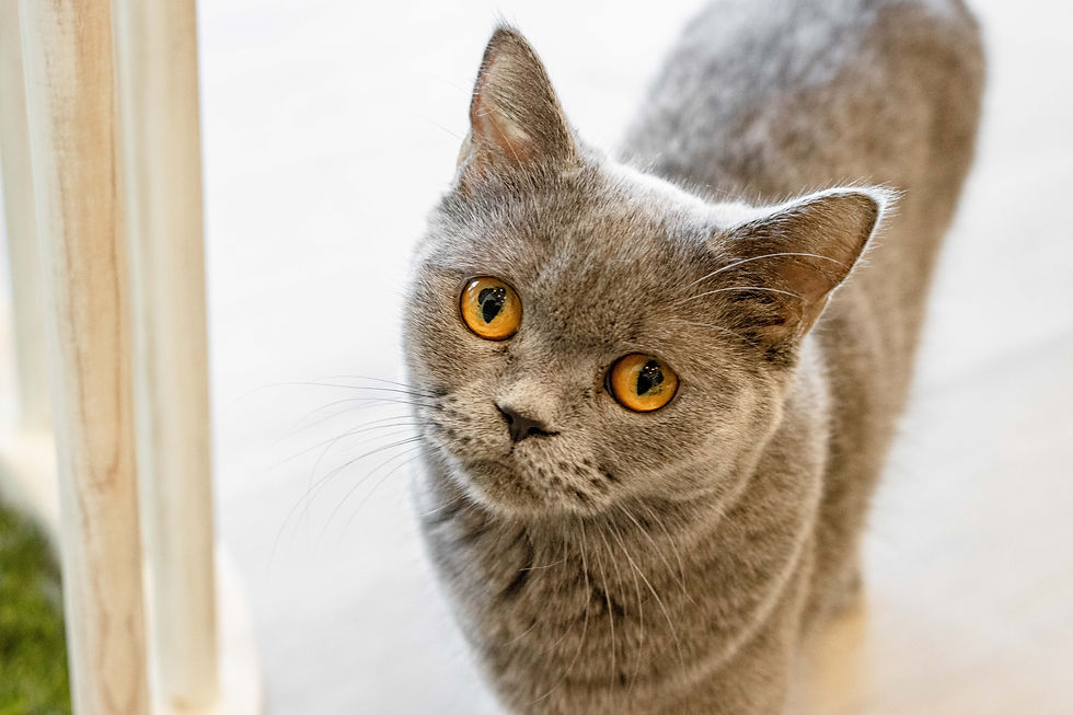 魔法咪嚕寵物咖啡館