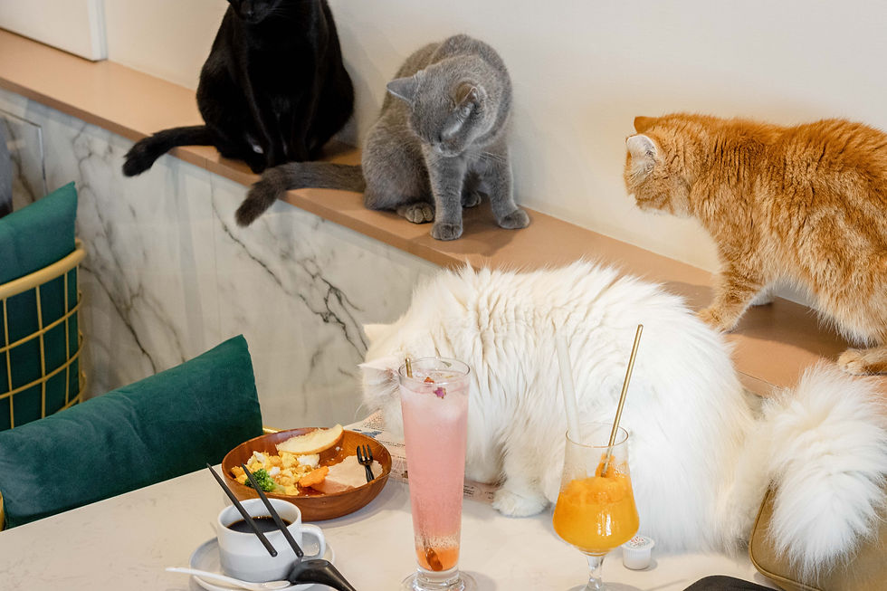 魔法咪嚕寵物咖啡館