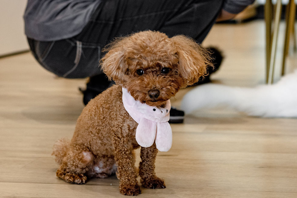 魔法咪嚕寵物咖啡館 - 老婆