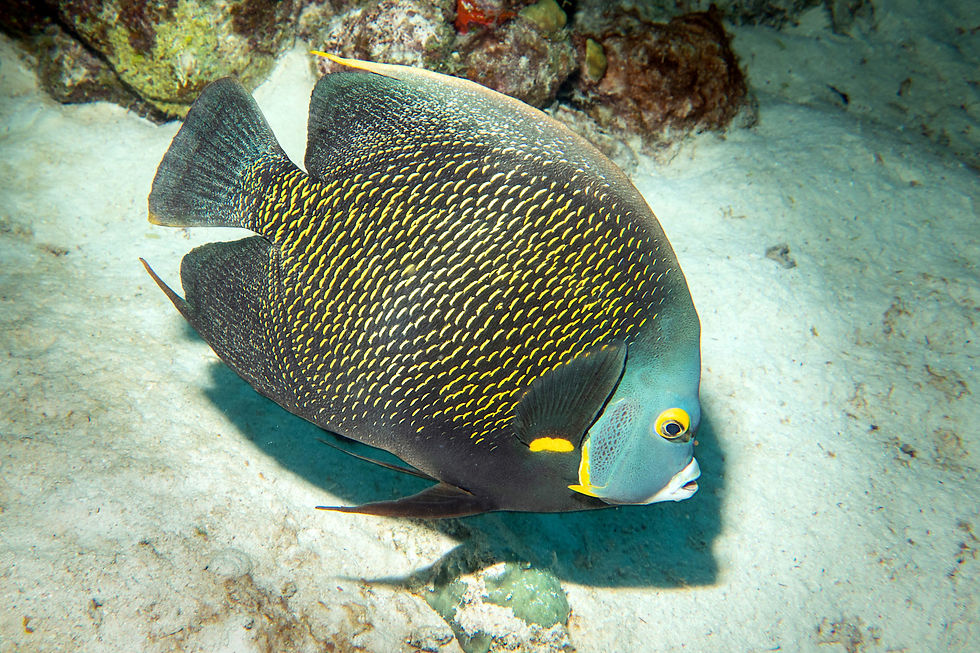 Bonaire clubreis 2022