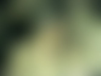 Forme4 duik impressie Aug.2023