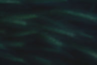spikelet-grass-dark-blue-wallpaper_edited.jpg