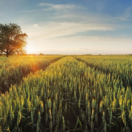Webinar Carrefour - RÉINVENTONS NOUS