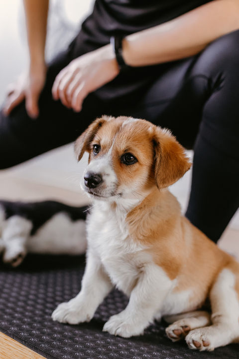corgi puppy, puppy yoga classes, lady at yoga class with puppies