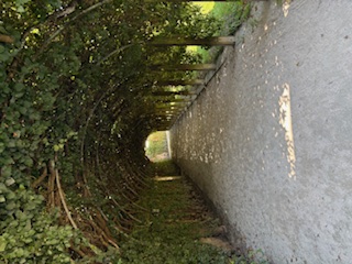 archway with plants creating a tunnel