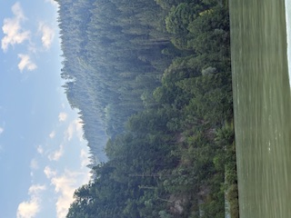 scenic valley with trees