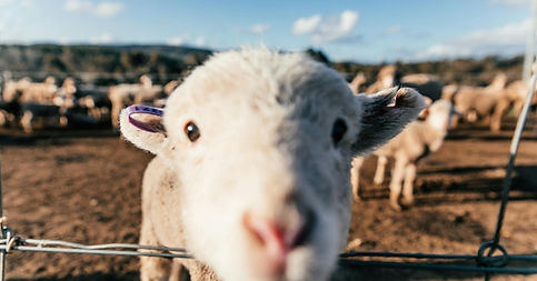 A young lamb reaches inquisitively through fence wires to inspect the camera lens of the photographer.