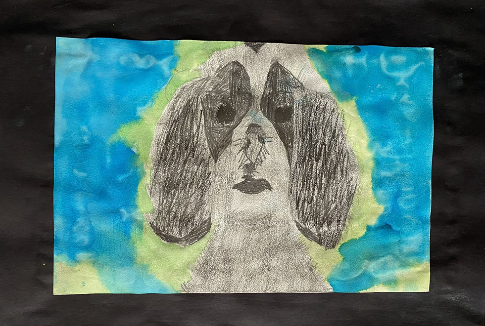 Nolan- Shih tzu