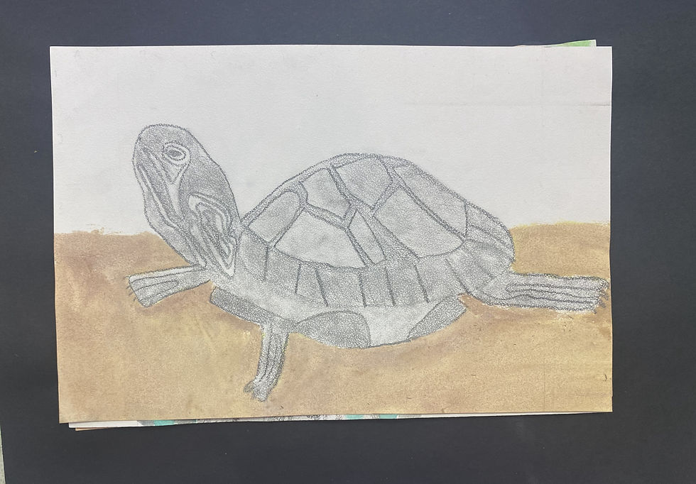 Maddie- Turtle