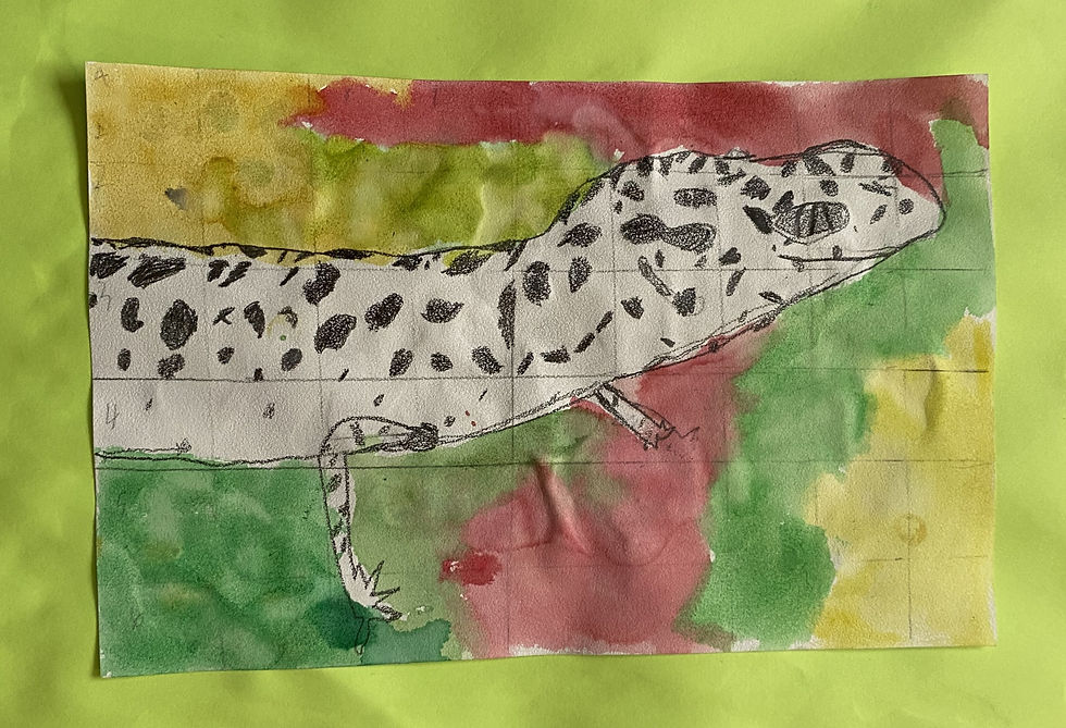 Levi-Leopard Gecko