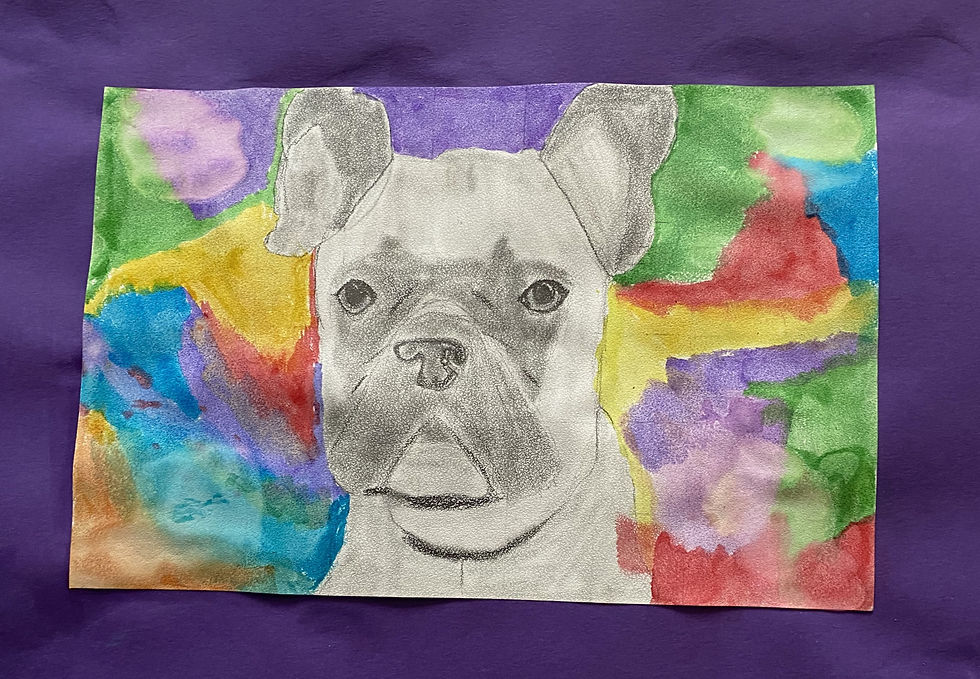 Talin- French Bulldog