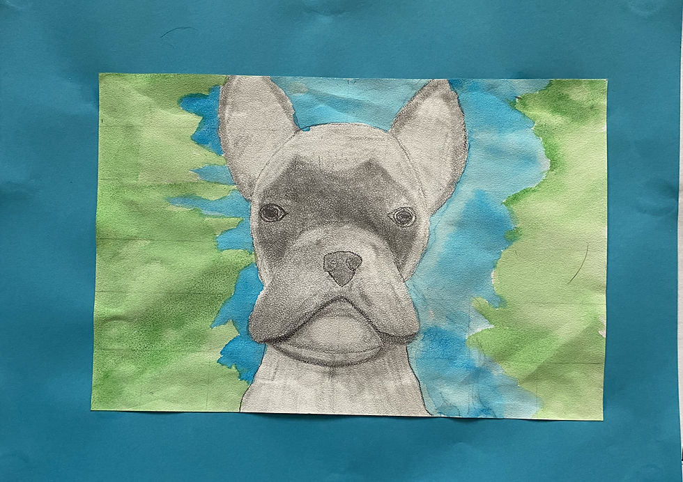 Camerin- French Bulldog