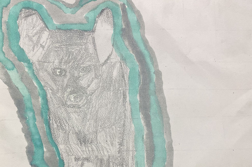 Layne-Dingo