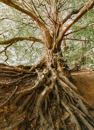A photo of a tree with a complex root system.