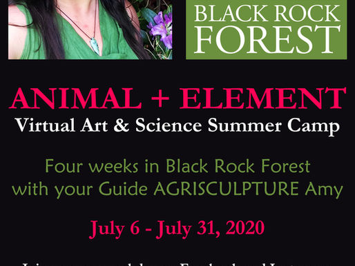 ANIMAL + ELEMENT : VIRTUAL ART & SCIENCE SUMMER CAMP AT BLACK ROCK FOREST BY AGRISCULPTURE