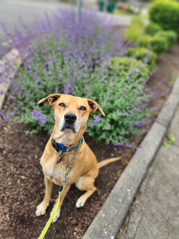 Tan dog sitting, wearing collar. Purple flowers and pavement in background.