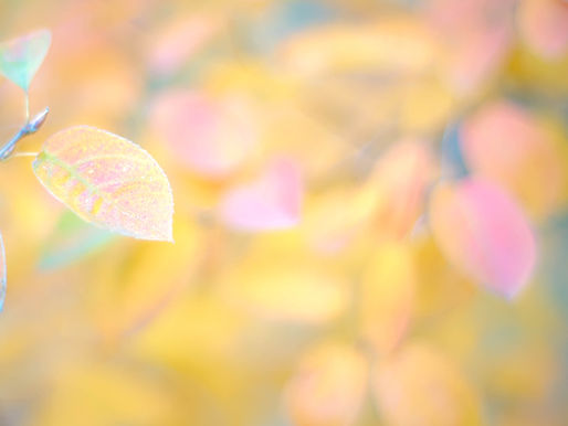 11月活動日