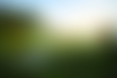 Balinese rice paddies in a forest