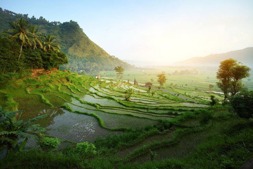 Balinese rice paddies in a forest