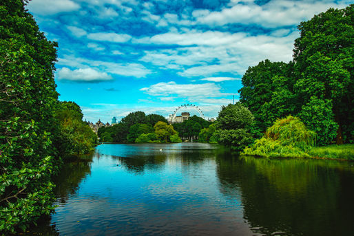 Finding Stillness in London’s Urban Wilds