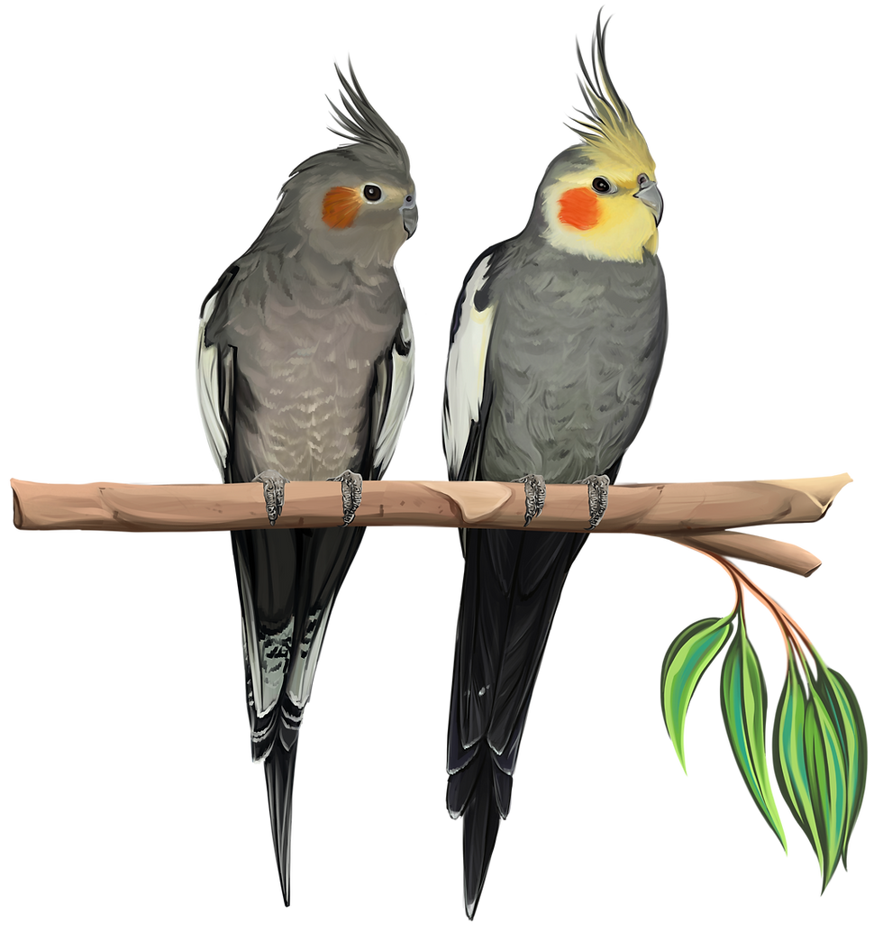 Miniaturbild: Poster Australische Papageien, Kakadus & Loris