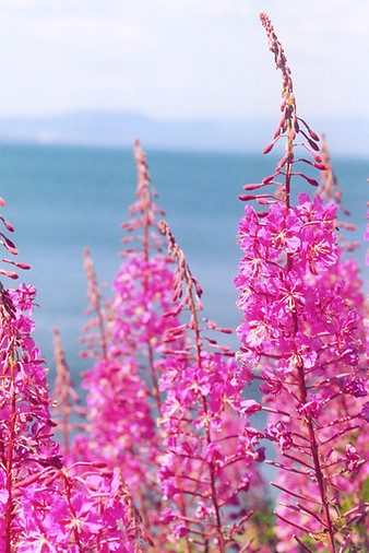 Fireweed_edited.jpg