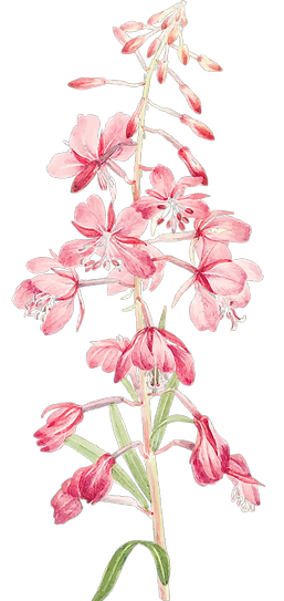 Pink Fireweed
