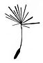 Seed