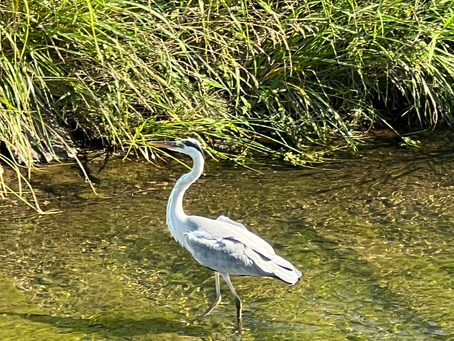 【日曜日の朝、川辺にて