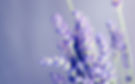 lavender2.jpg