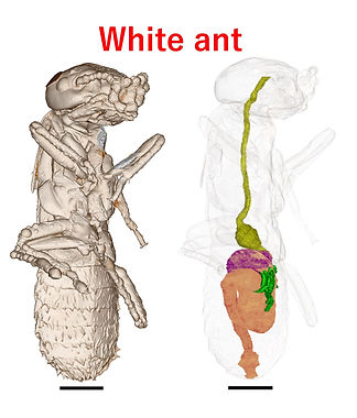 Presentation1.jpg