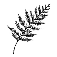 cedar